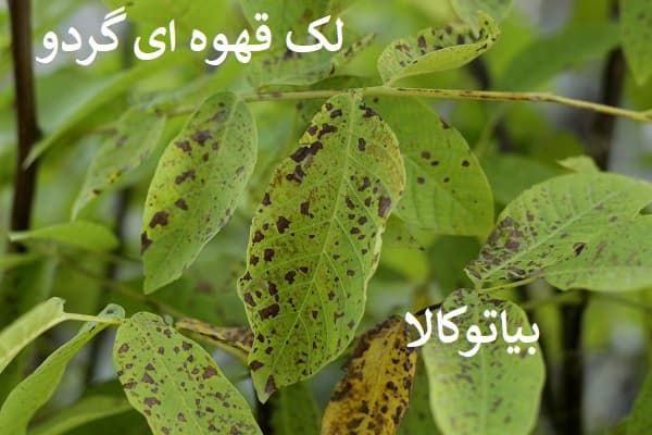 افات گردو(لک قهوه ای روی برگ)